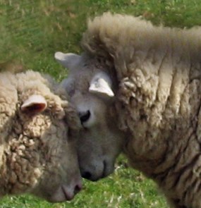 Woolly Love aka Woolly War