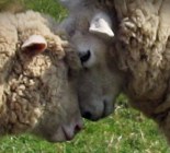 Woolly Love aka Woolly War